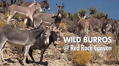 Wild Burros at Red Rock Canyon ~ Wild Horse and Burro Adoption Program