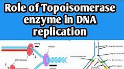 Role of topoisomerase enzyme in DNA replication | functions of topoisomerase enzyme | biology class