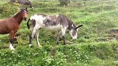 The result of a Donkey that fell in love with a Cow?