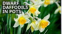 How To Plant Dwarf Daffodils (Variety Minnow) in Pots | Balconia Garden