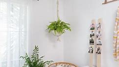 How To Hang Indoor Plants From The Ceiling  - Bunnings Australia