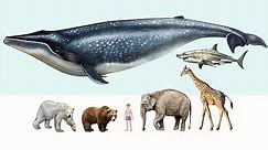 10 of the LARGEST ANIMALS on the Planet
