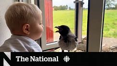 #TheMoment a 2-year-old became friends with a bird named Russell Crow