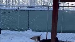 Pearl, Maggie and Cricket - Peters Creek Pet Boarding