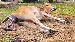 Cow Giving Birth To A Lovely Female Calf