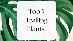 Top 5 Trailing Plants 🪴 Perfect for hanging or trailing from a shelf. The best thing about these 5 is that they're super beautiful and also super easy care! 🙌 Which is your favourite? #trailingplants #top5 #houseplants #houseplantlife #houseplantcollector #houseplantaddict #plantsagram #plantobsessed #easycareplants #hangingplants #plantcare #plantreel #houseplantreel | Greens Houseplants