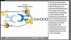 DNA Replication Process Animation from Microbiology 2e
