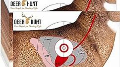 Honoson 20 Pcs Deer Vital Organ Paper Hunting and Shooting Targets 19"x25" Animal Shooting Paper Target Deer Target Hunting Targets and Accessories for Gun Rifle Pistol Air Rifle Archery