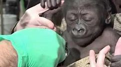Seattle Zoo's Baby Gorilla Gets a Check-Up