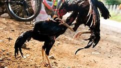 Biggest wild Chicken fight Compilation- Outstanding Rooster fight 2017 - Hen Fight - Murg