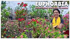 Euphorbia Everything You Need to Know | Care, Propagation, Tips, and More!