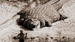 Top 7 Biggest Alligators In The World