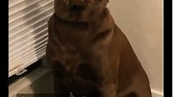 TikTok - Dog Chews Furniture