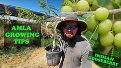Everything About Growing AMLA | Indian GooseBerry The World's Top Superfood!