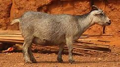 West African Dwarf Goat: Characteristics, Origin, Use & Best 10 Farming Benefits - BEST OF FARMING