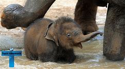 Enjoy 60 of the Cutest and Funniest Elephant Videos!