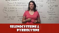 Selenocysteine and Pyrrolysine