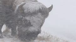 Bison Faces the Storm