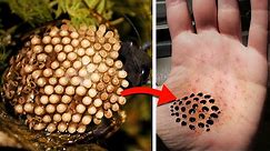 10 Of The Most Dangerous Bugs In The World