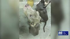 Police seek owner of malnourished dogs in Enfield