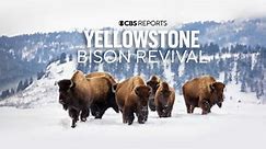Yellowstone Bison Revival | CBS Reports