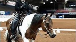 Rugged Painted Lark was very... - Palm Equestrian Academy