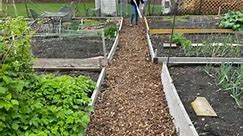 Thank you to everyone who helped to spread wood chips on our garden paths! The garden is looking fantastic. Garlic, strawberries, and rhubarb are coming up nicely. | Northbrook Community Garden, Inc.