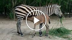 Mexican Zoo Welcomes Zonkey