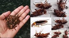 MAGIC CLOVE || How To Kill Cockroach, Within 5 minutes || Home Remedy ||