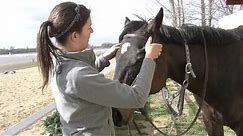 How to Bridle a Horse