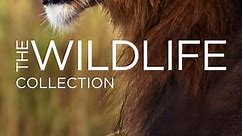 Wildlife Collection: Volume 2 Episode 6 Panama's Animal Highway