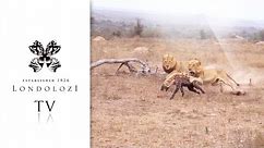 Unforgettable Encounter: 5 Lions Ambush One Hyena!