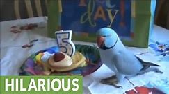 Parrot celebrates birthday party with bird friends