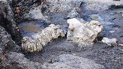 Rare dinosaur fossils found in Maryland bone bed