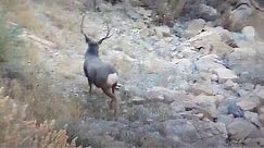 Mule Deer Fighting, locking up falling off cliff