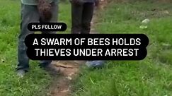 This Happened in Uganda/Kenya Before the police officers,Bees arrested Cattle thieves #Uganda #kenya #southafrica #africa #crimestories | Musangwe. South African fighting all cultures