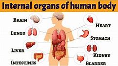 Internal organs of human body | Internal organs | Parts of our body | #internalorgans #bodyparts