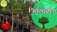 👉👉 Como preparar PIÑONES (Pinus cembroides)🌲🌲🌲 para que germinen