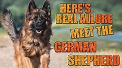 Here's Real Allure Meet the German Shepherd!
