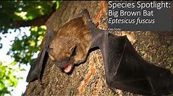 Species Spotlight: Big Brown Bat