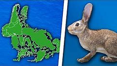 World Map is a Rabbit (and not only)