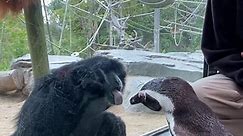 Penguins Visit Primates