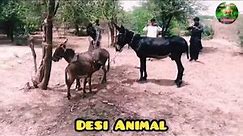 donkey and man mating first time successfully donkey mating video