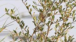 Tawny-flanked prinia, 褐頭鷦鶯