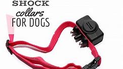 Shock Collar For Dogs: 8 Things To Know Including Pros, Cons & How To Train