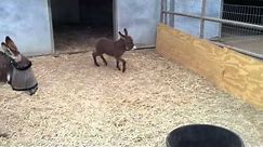 Adorable Baby Donkey