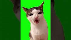 Chroma Key - Crunchy Cat Luna Meme (Green Screen for Video Editing) #shorts