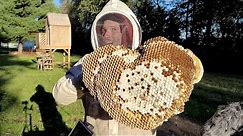 MASSIVE European Hornet Nest in Ceiling | Largest Hornet Nest Ever Removed! | Eating Hornets