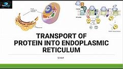Transport of Protein In Endoplasmic Reticulum