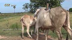 Wow! Amazing Man Breed Cow in cambodia How to breds cows in my Country #6